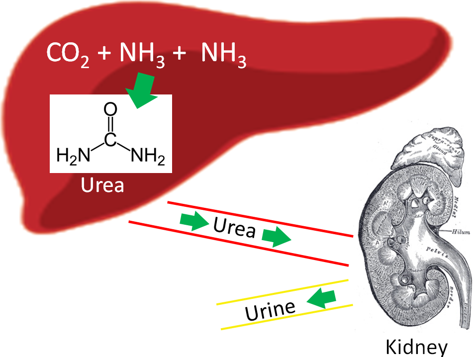 <p>Nitrogenous Waste</p><p>Ammonia, urea, or uric acid from deamination process.</p>