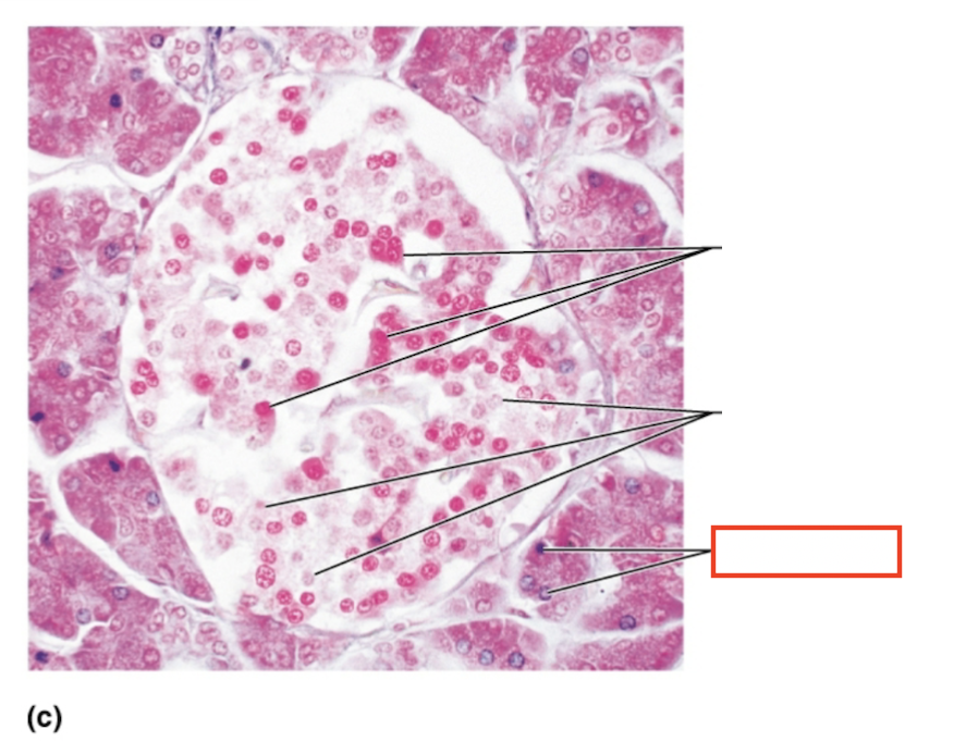 <p>What structure is highlighted?</p>