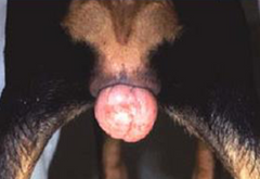 <p>What is this condition in dogs? It is different from vaginal prolapse</p>