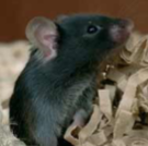 <p>MICE (Mus musculus)</p><p>Strain</p><p>Synonym</p><p>Colour</p><p>Characteristics</p>