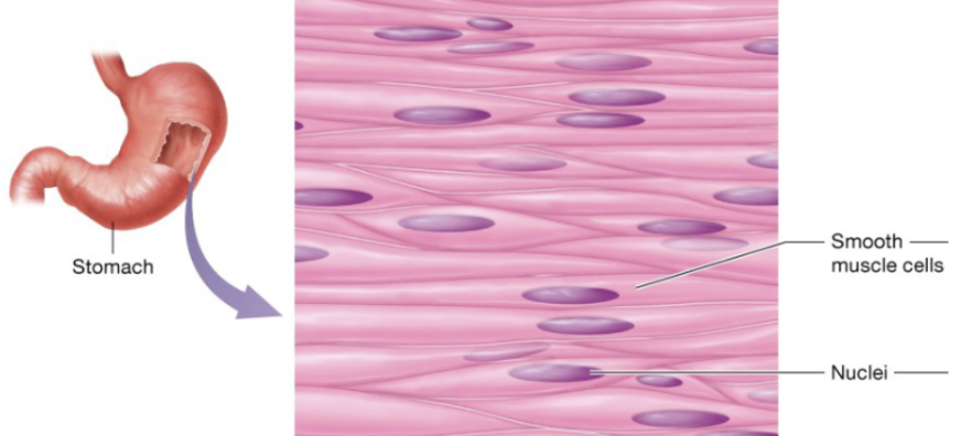<p>in the walls of nearly every hollow organ (stomach, intestines, bladder, uterus), blood vessels, eyes, skins, and ducts of certain glands</p>