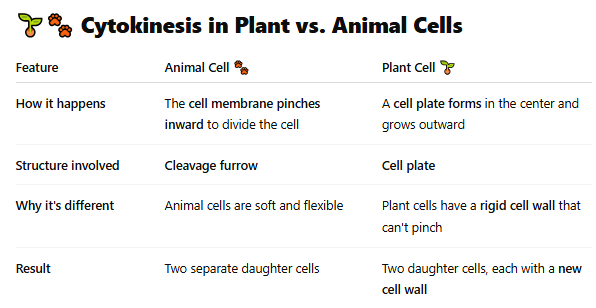<ul><li><p>In <strong>animal cells</strong>, cytokinesis occurs through a <strong>cleavage furrow</strong> that <strong>pinches the cell in two</strong>.</p></li><li><p>In <strong>plant cells</strong>, a <strong>cell plate</strong> forms between the two nuclei and eventually becomes the <strong>new cell wall</strong>.</p></li></ul><p></p>