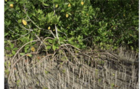 <p>What kind of modification is this?</p>