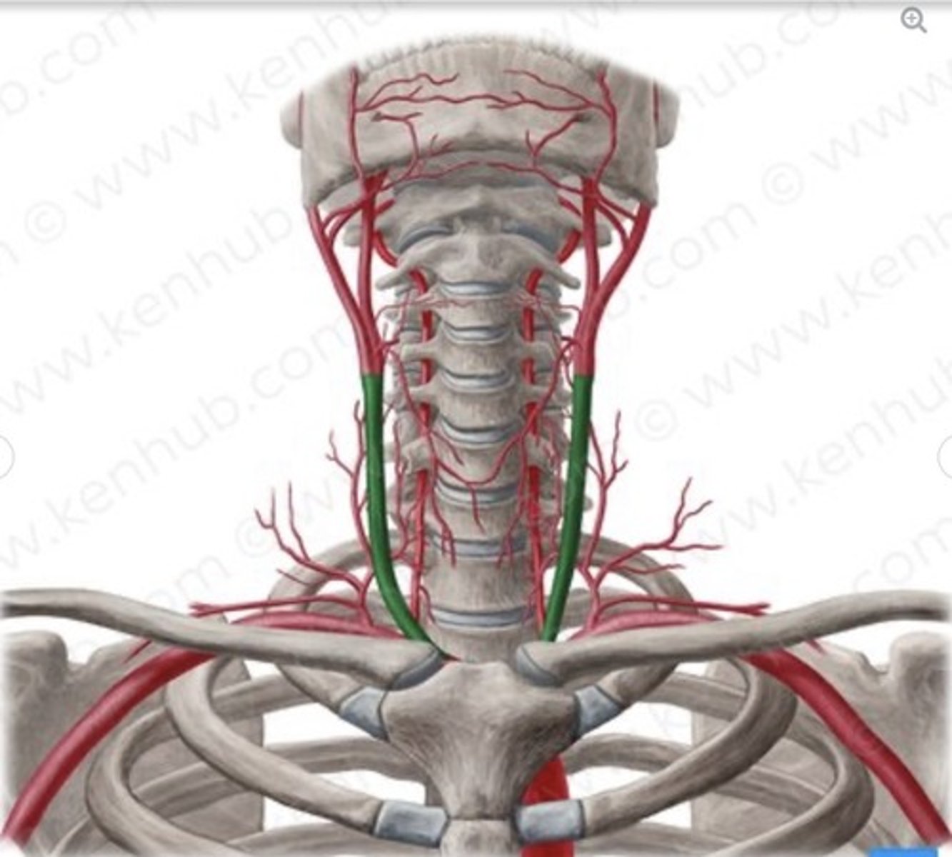 knowt flashcard image