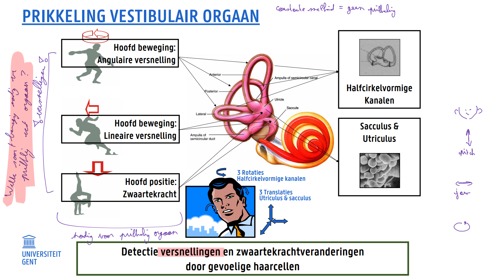 <ul><li><p>Hoofdbeweging: angulaire versnelling → halfcirkelvormige kanalen</p></li><li><p>Hoofdbeweging: lineaire versnelling →&nbsp;sacculus &amp; utriculus</p></li><li><p>Hoofdpositie: zwaartekracht</p></li></ul><p>bv. Welke soort beweging heb je nodig voor een prikkeling van het vestibulaire orgaan? → versnellingen!</p><ul><li><p>Detectie van versnellingen en zwaartekrachtveranderingen door gevoelige haarcellen</p></li></ul><p></p>