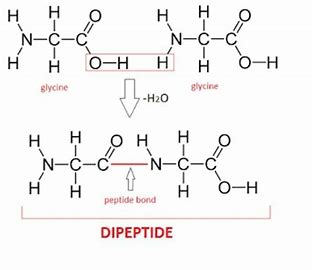 <p>THE BOND BETWEEN THE AMINE GROUP OF ONE AMINO ACID AND THE CARBOXYL GROUP OF ANOTHER.</p>