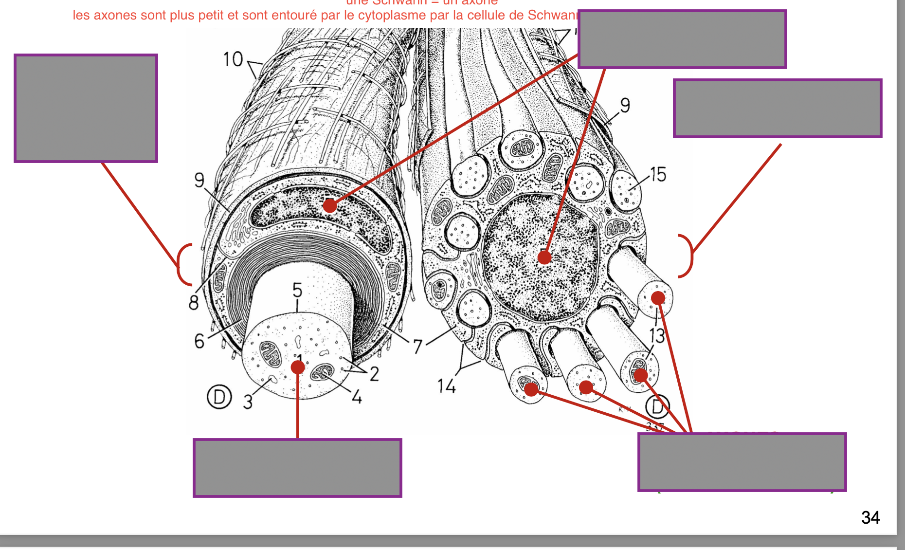 <p>Nomme les différentes parties d’un axone ; </p>