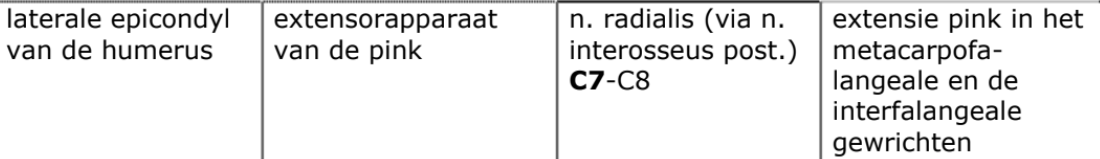 <p>oppervlakkige, rechte extensoren</p>