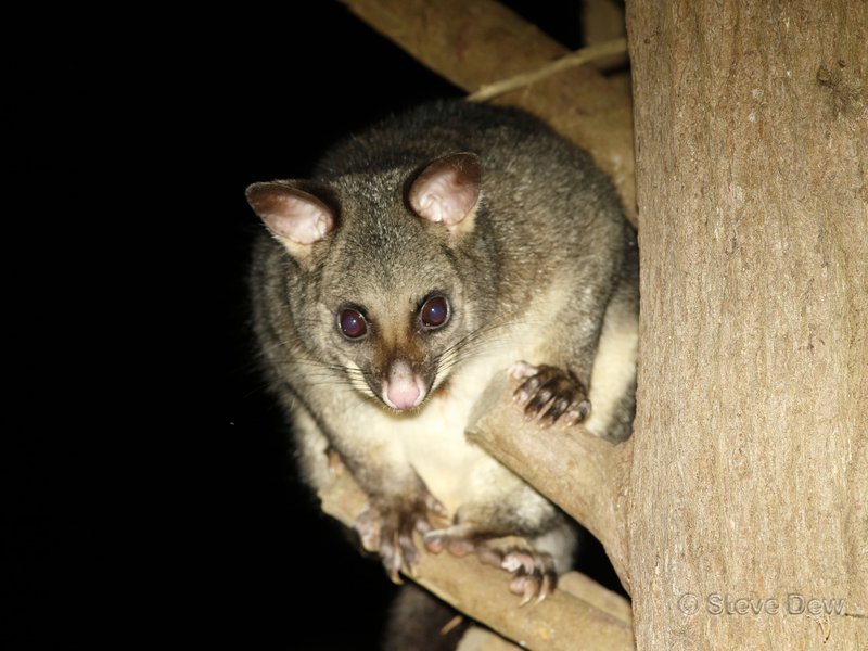 <p>Possum family; order Diprotodontia</p>