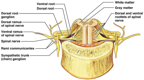 <p><span>branches of spinal nerves</span></p>