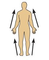 <p>Closer to the origin of the body part or the point of attachment of a limb to the body trunk</p>