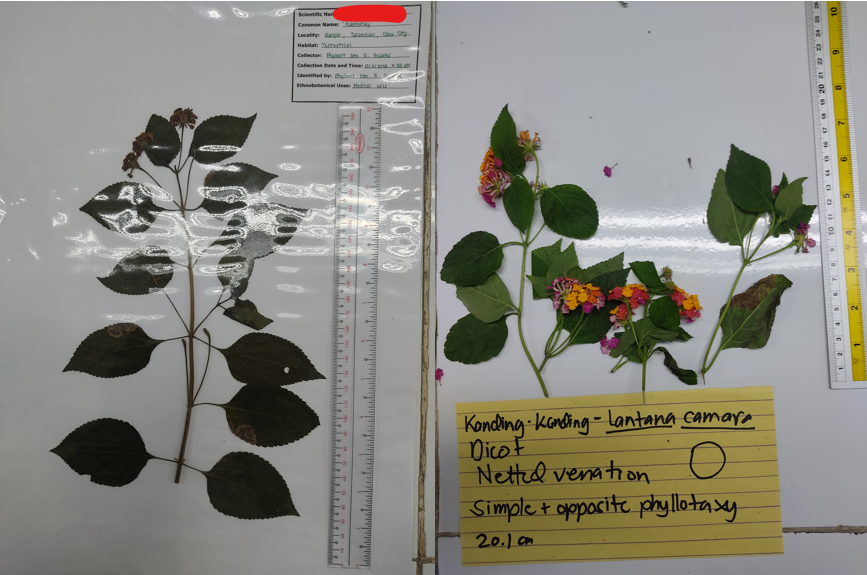 <p>eudicot; an attractive ornamental shrub native to the Americas and Africa that grows readily in tropical and subtropical habitats</p>