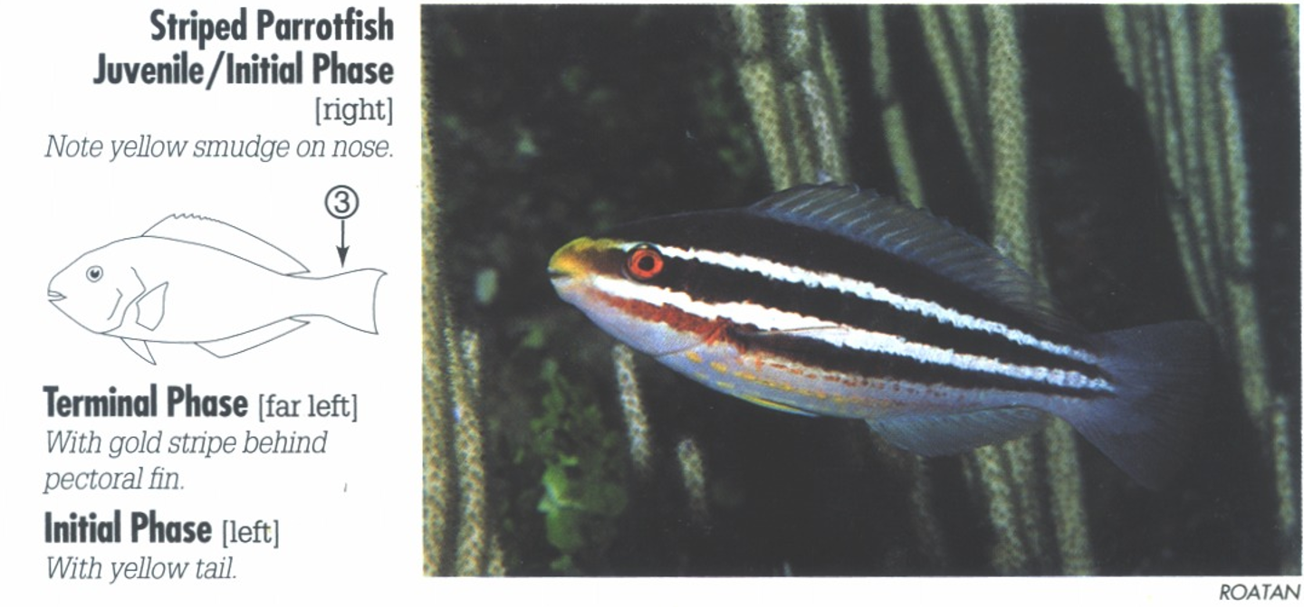 <p><span>IP: 3. No dark marking on borders of tail. (Similar Princess Parrotfish, <em>S. taeniopterus</em>, distinguished by dark borders on tail).</span></p>