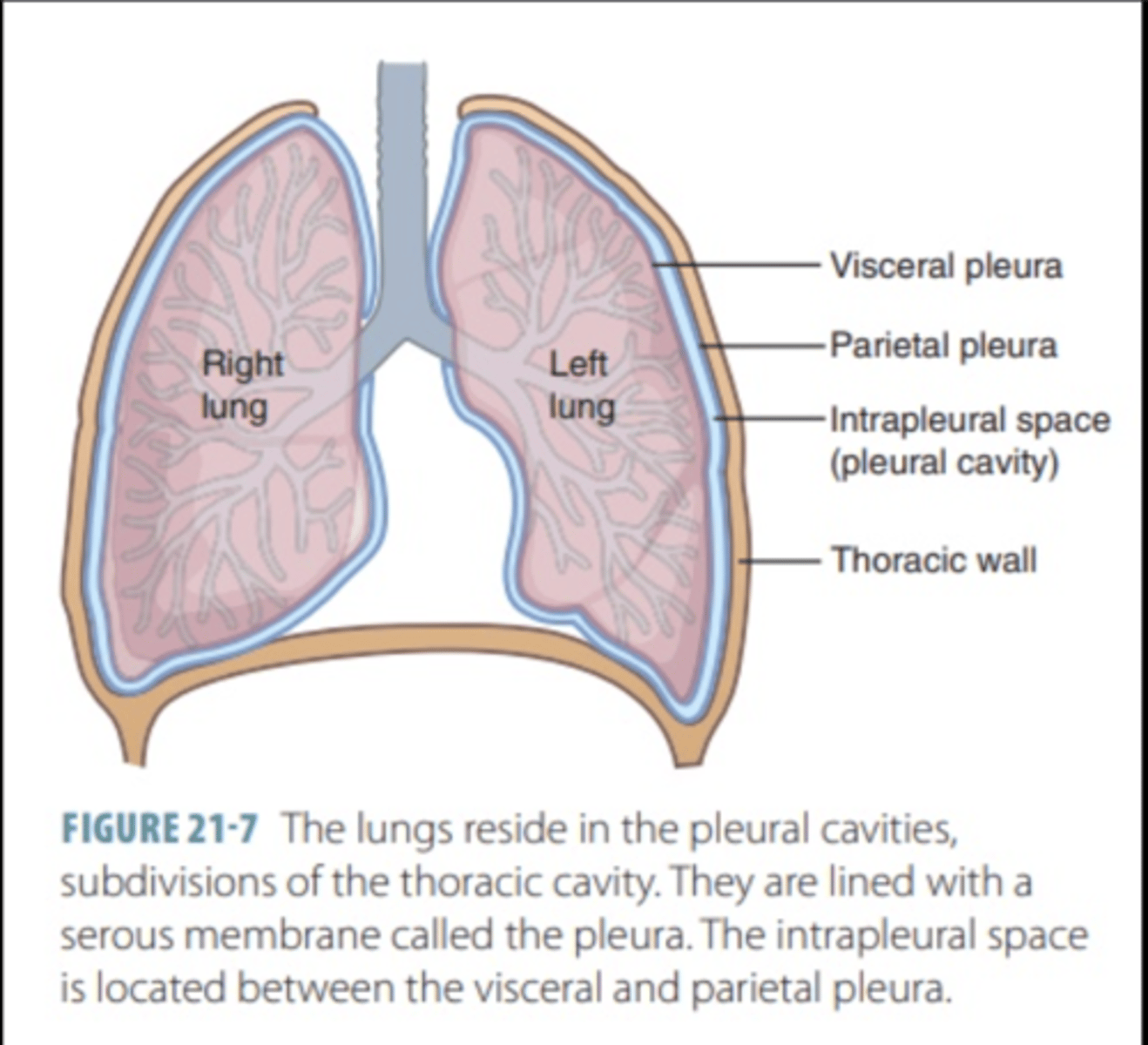 <p>Lines the inner surface of the thoracic wall, diaphragm, and mediastinum.</p><p>It is continuous with the visceral pleura at the lung's root (hilum).</p>