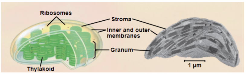 <p><span style="background-color: transparent; font-family: &quot;Proxima Nova&quot;, sans-serif;">Function in photosynthesis in plants and algae.</span></p><p><span style="background-color: transparent; font-family: &quot;Proxima Nova&quot;, sans-serif;">Contains the pigment <strong>chlorophyll</strong></span></p>