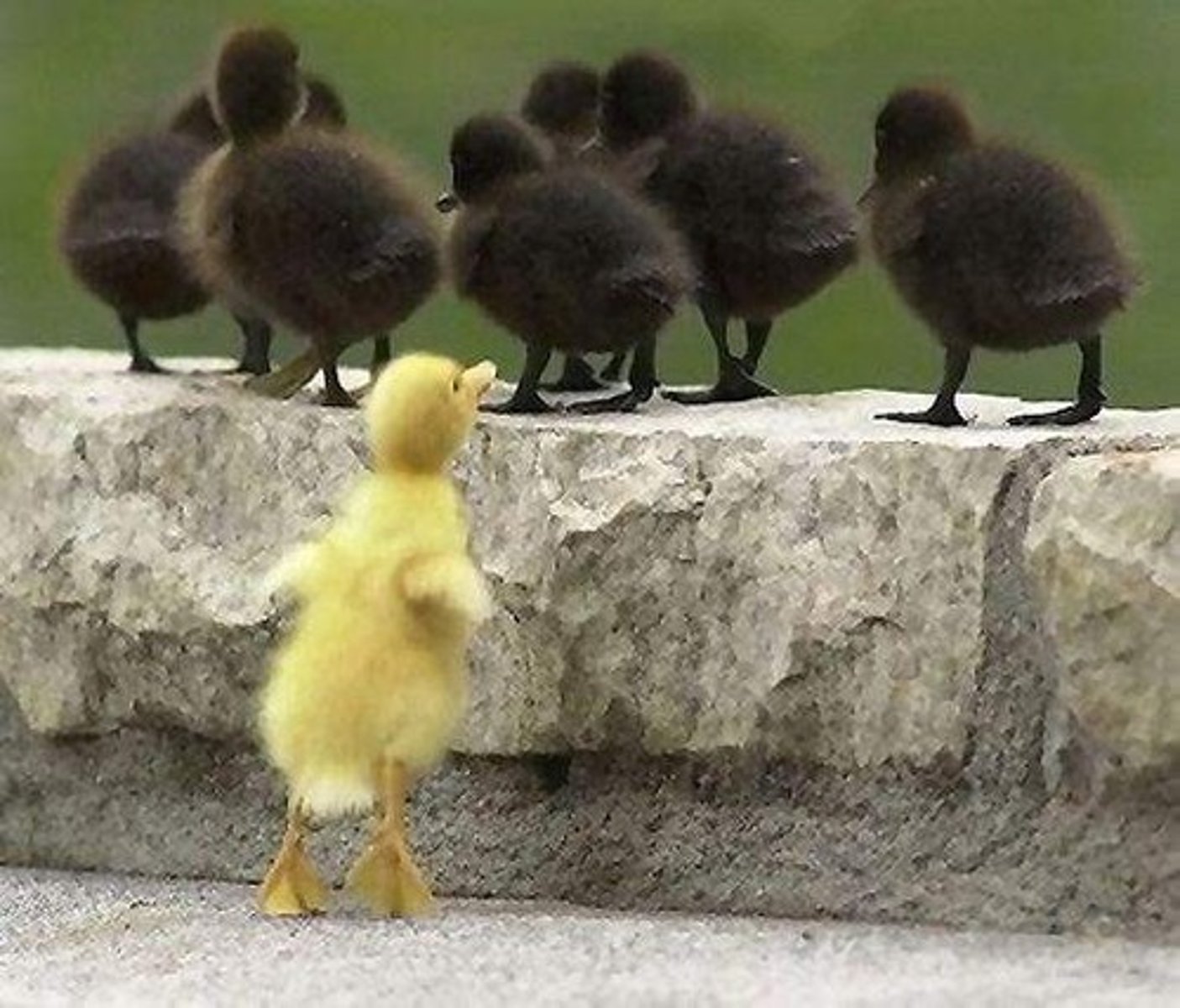 <p>to discriminate</p>