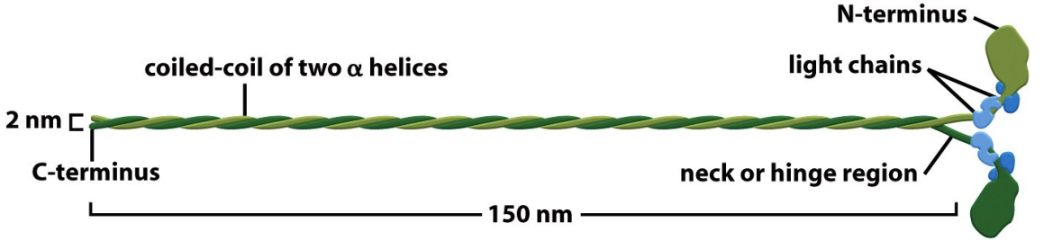 \
* The heavy chains have head, neck, and tail domains. 
  * The head (motor) domain contains the actin binding and the ATPase activities. 
  * The neck domain has a regulatory function and is the site of attachment for the regulatory and essential light chains or calmodulin. 
  * The tail domains differ between Myosins and determine specific properties of each one: what it will bind to, whether it will be a monomer or dimer, and whether it will polymerize into thick filaments.
* Myosin light chains bind the neck domain of the heavy chains and play structural and regulatory roles to control movement