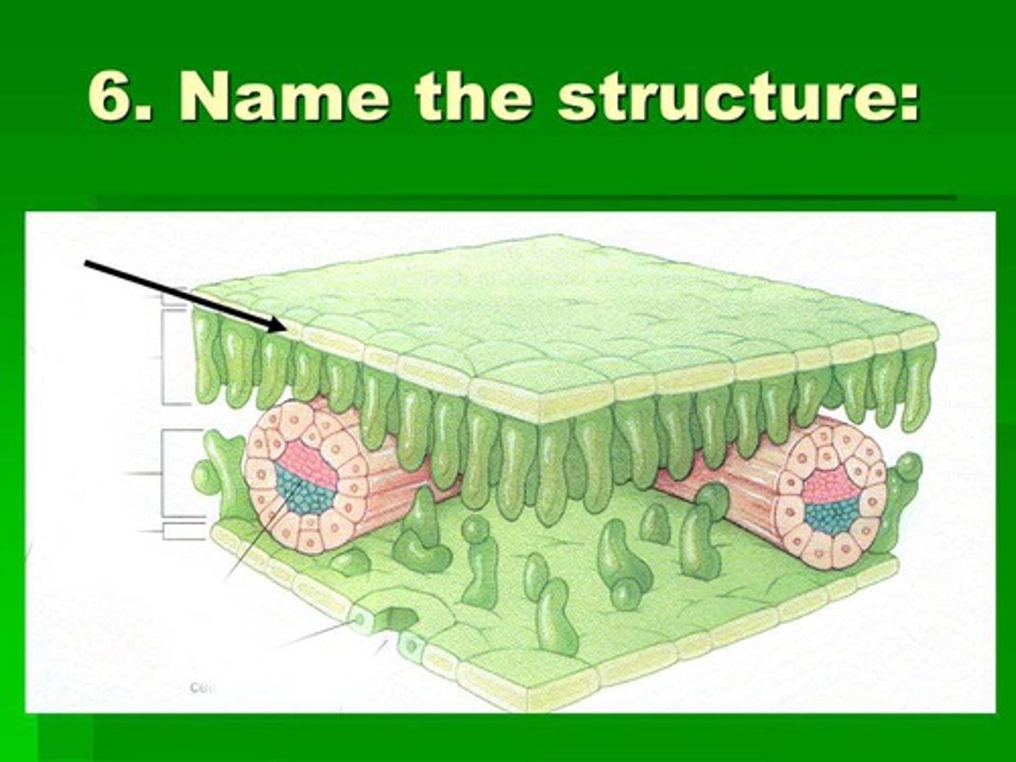 <p>Outermost layer of the plant</p>