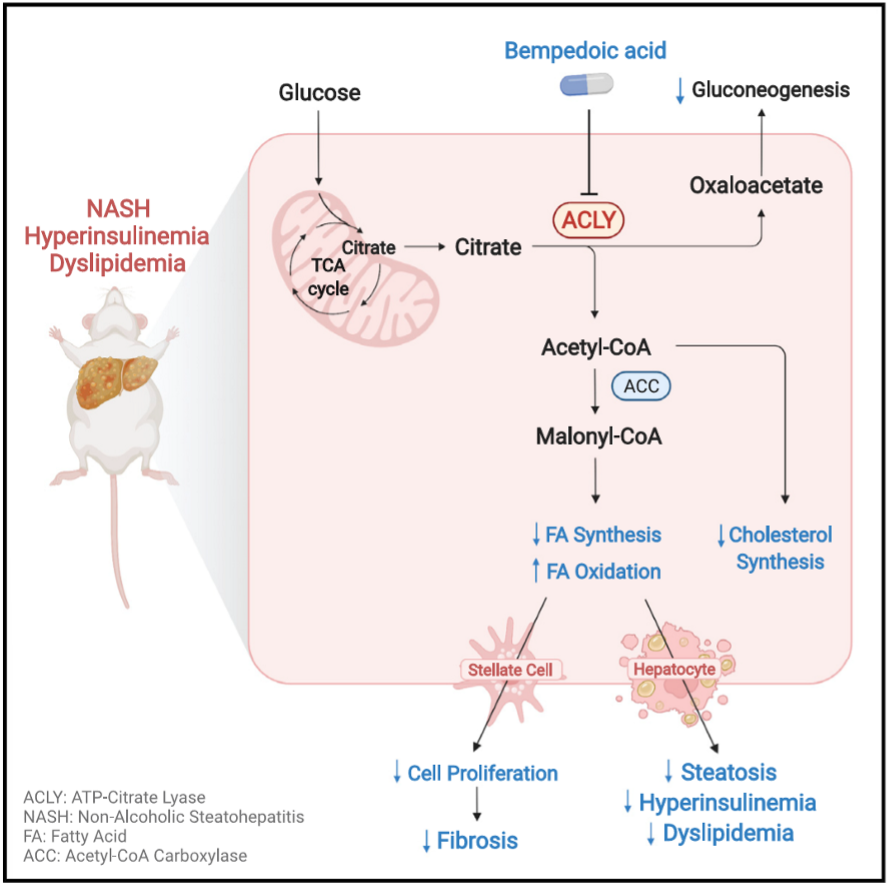 <p>protein ACC contributes to MAFLD progression, pharm ACC inhibitors reduce DNL and liver steatosis but lead to increased circulating triglycerides (increasing CVD risk), so scientists must find another way to solve initial issue</p>