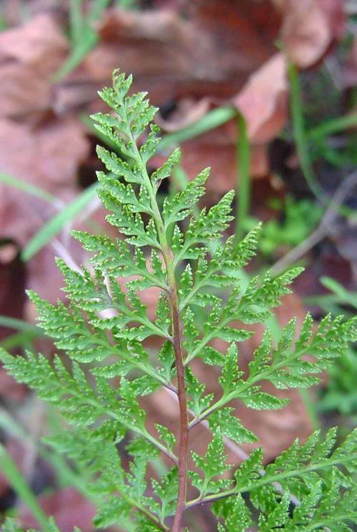 <p>California lace fern</p>