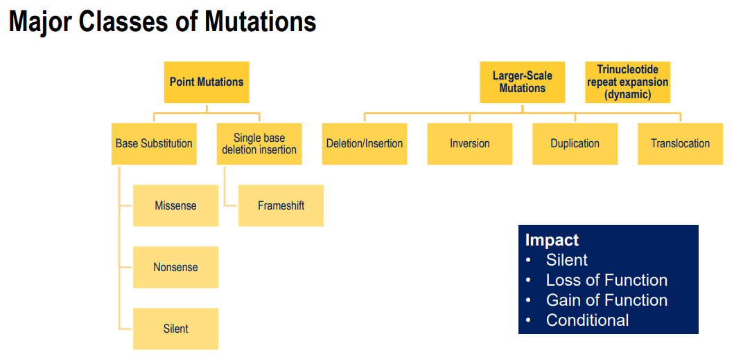 <p>Occur usually in a single base (base substitution or base deletion/ insertion)</p><ul><li><p>missense mutation - change in an amino acid</p></li><li><p>Nonsense mutation - causes a stop codon</p></li><li><p>Silent mutation - does not change the amino acid</p></li><li><p>frameshift - changes the reading frame </p></li></ul><div data-type="horizontalRule"><hr></div><p>Effects:</p><ul><li><p>silent</p></li><li><p>loss of function</p></li><li><p>gain of function - overactive or cannot be turned off</p></li><li><p>conditional - some enzymes only active under certain conditions, mutation can change these conditions</p></li></ul><p></p>