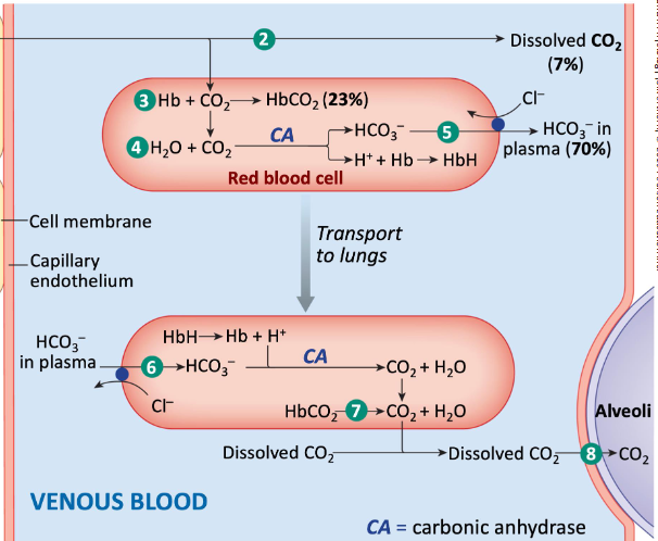 <ul><li><p>7% dissolved in plasma (PCO2)</p></li><li><p>bicarbonate (HCO3-) in plasma 70%</p></li><li><p>most of H+ bound to hemoglobin</p></li></ul><p></p>