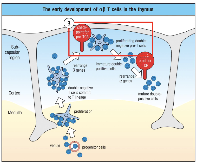 <ul><li><p>Test whether the <strong>rearranged β chain</strong> forms a <strong>functional pre-TCR</strong>.</p></li><li><p>Still <strong>CD3+ CD4– CD8–</strong>, i.e. <strong>double negative</strong>.</p></li></ul><p></p>