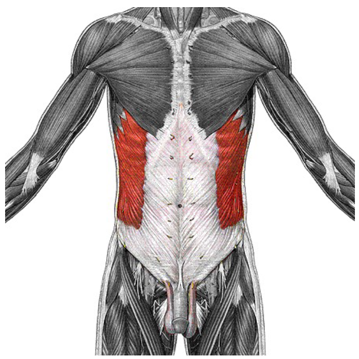 <p>Origin: fleshy strips from outer surfaces of lower eight ribs Insertion: fibers insert into linea alba via a broad aponeurosis; some insert into pubic crest Action: flex vertebral column and compress abdominal wall and trunk rotation and lateral flexion</p>