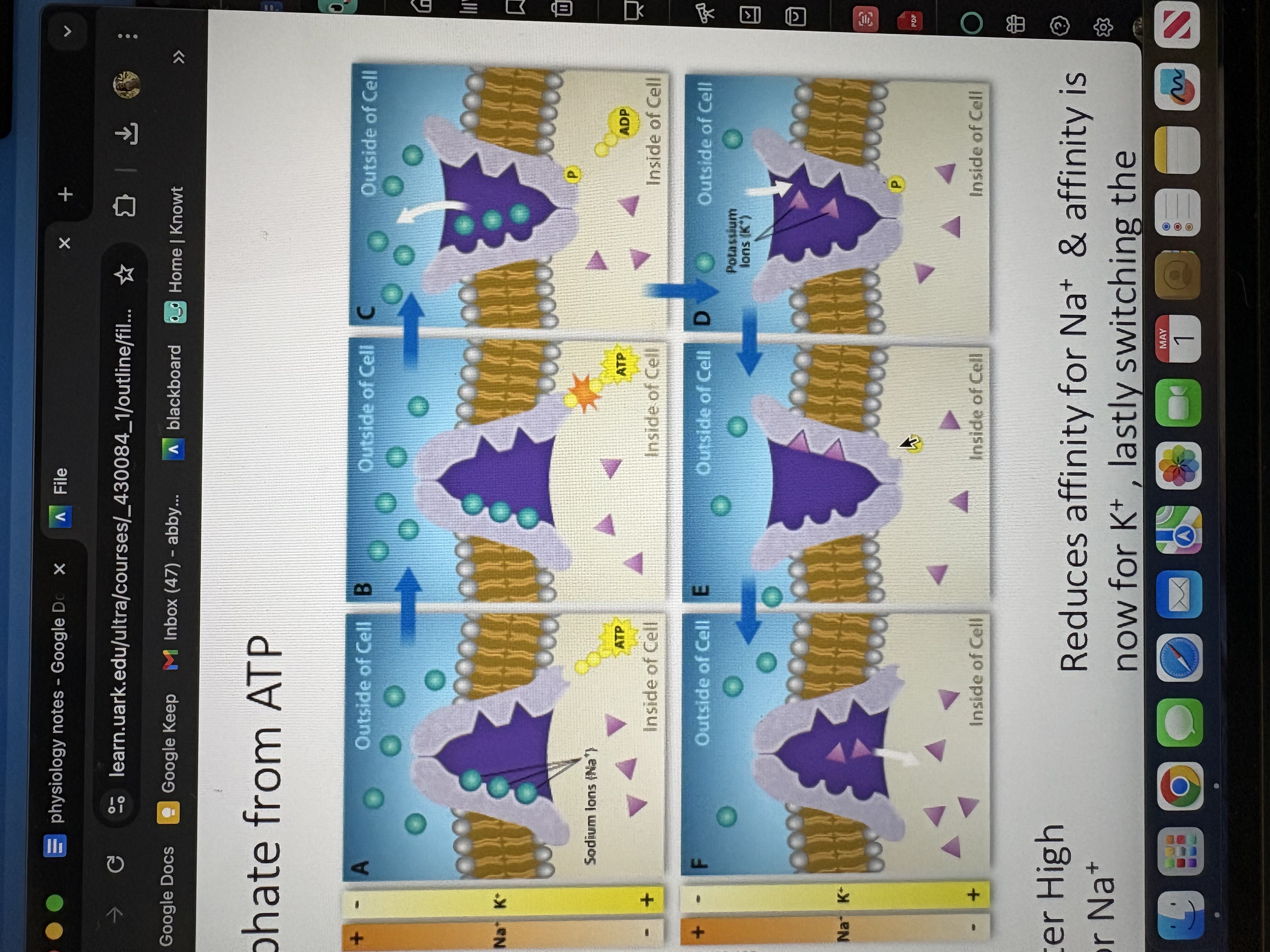 <ul><li><p>uses ATP pump; pump is an enzyme</p></li><li><p>The Na/K pump</p><ul><li><p>3 Na⁺ ions out of the cell</p></li><li><p class="">2 K⁺ ions into the cell<br>per ATP molecule hydrolyzed.</p></li></ul></li></ul><p></p>
