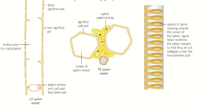 <p><strong>Xylem vessel elements:</strong> dead cells, with cell walls that contain lignin spirals, that join up and lose their end walls to form a hollow tube for water transport</p><p><strong>Xylem parenchyma: </strong>packed around the vessel cells, storing food and tannins</p><p><strong>Xylem fibres: </strong>lignified cells that provide mechanical strength (don’t transport water)</p>