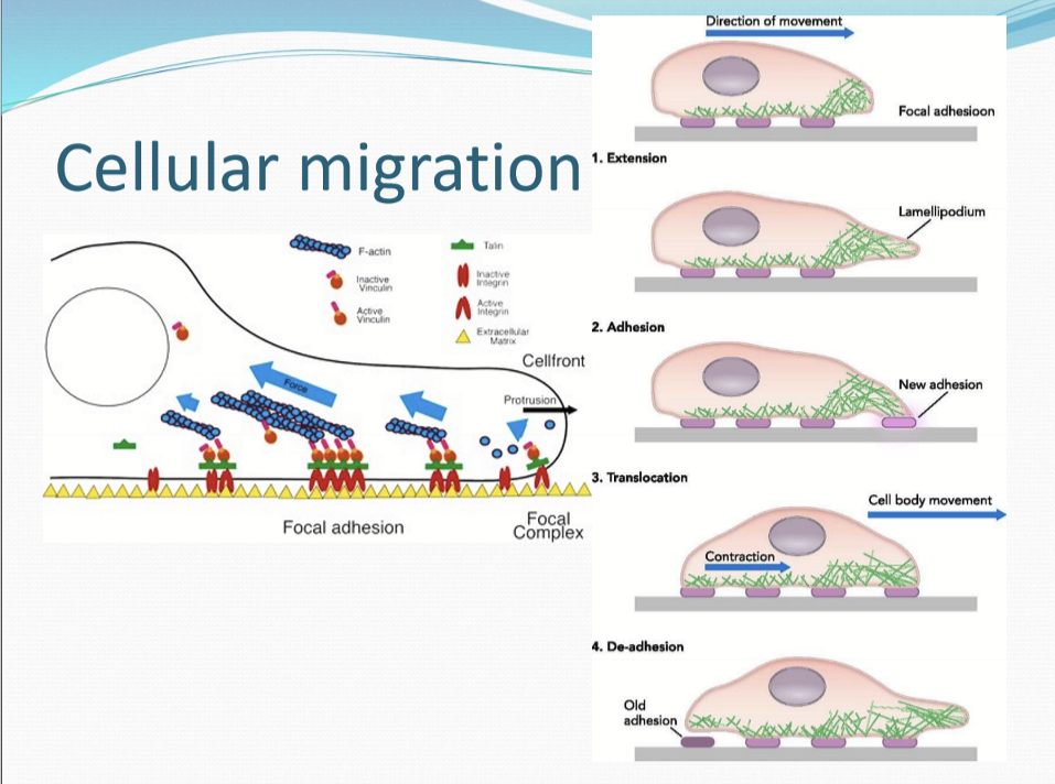 <p>It assists the cell migrating across the wound area to cover the region of cell loss</p>