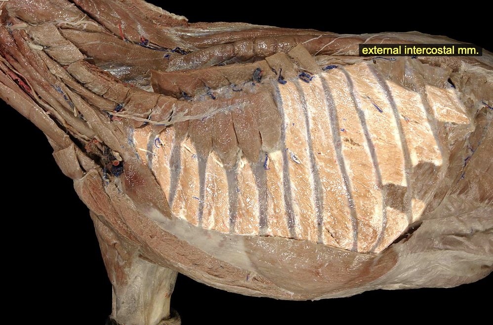 <p>External &amp; Internal Intercostal mm.</p>