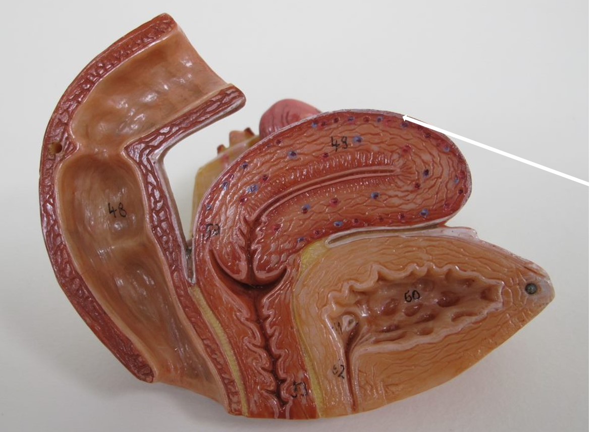 <p>deel uteruswand</p>
