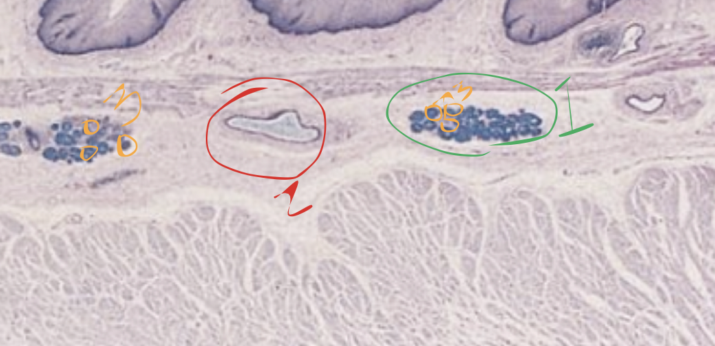 <p>what’s the structure at 2</p>