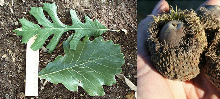 <p>Family<br>Genus<br>Species<br>Common Name</p>