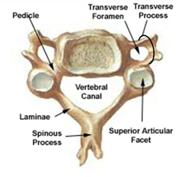 <p>Cervical Vertebrae</p>