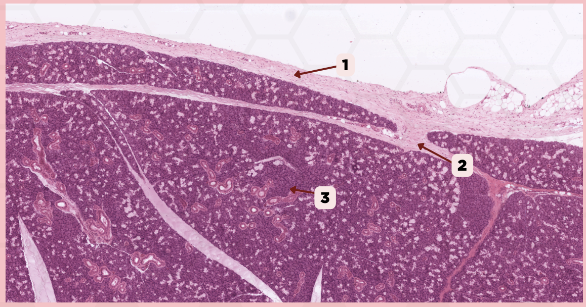 <p>This is the main excretory duct found in the submandibular gland</p><p>A) Stensen’s Duct</p><p>B) Wharton’s Duct</p><p>C) Ducts of Rivinus</p><p>D) Sublingual Duct of Bartholin</p>