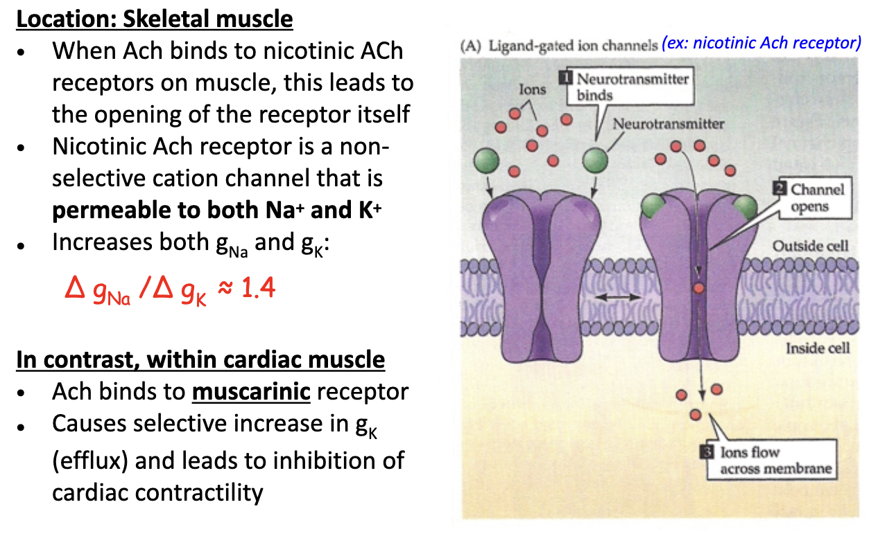 <p><strong>Skeletal muscle</strong></p><ul><li><p>nAChR = <strong>non-selective cation channel</strong> (permeable to Na⁺ & K⁺)</p></li><li><p>ΔgNa / ΔgK ≈ 1.4 → more <strong>Na⁺ influx</strong> → <strong>depolarization</strong></p></li><li><p>Mediated by <strong>sympathetic NS</strong></p></li></ul><p><strong>Cardiac muscle</strong></p><ul><li><p>ACh binds <strong>muscarinic (metabotropic) receptor</strong></p></li><li><p>↑ gK efflux → <strong>hyperpolarization</strong> → <strong>inhibits contractility</strong></p></li><li><p>Mediated by <strong>parasympathetic NS</strong></p></li></ul><p></p>