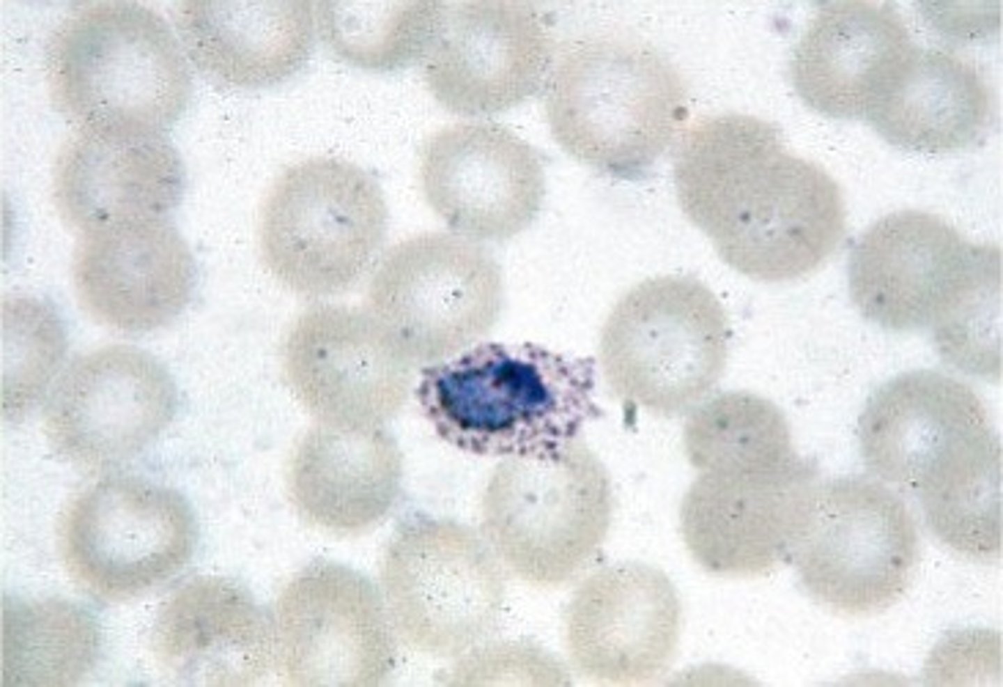 <p>infects reticulocytes</p><p>-infected cells appear oval shaped with fringed edges</p><p>-Schuffner's slipping present in trophozoite stage</p>