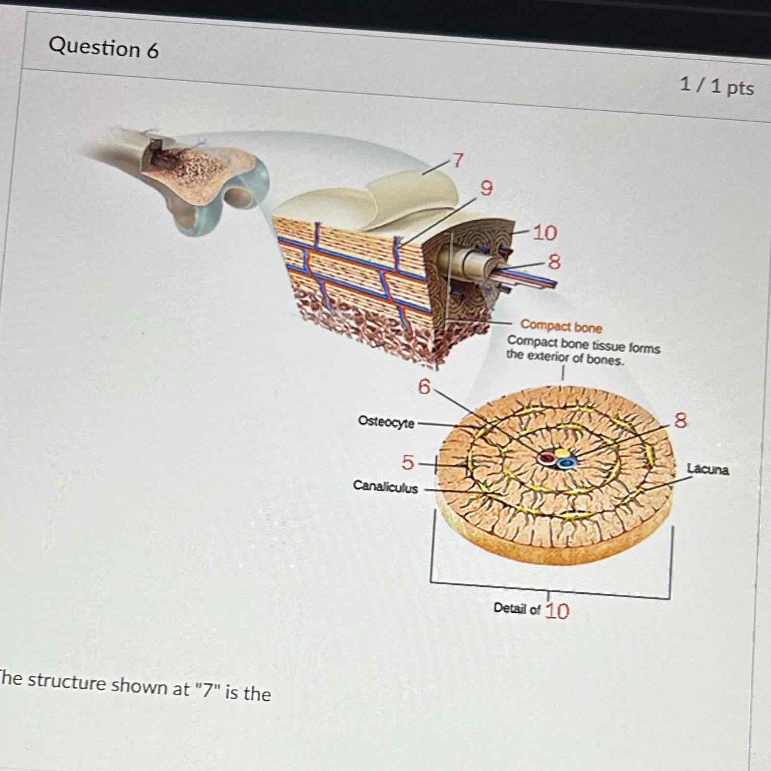 <p>The structure shown at “7” is the </p>