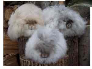 <p>English, French, German, giant (&gt;5kg)</p><p>Downy coat </p>