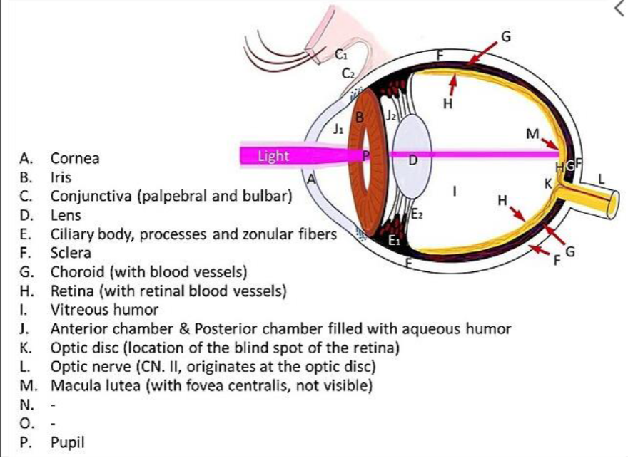 <ul><li><p>fluid filled structure composed of 3 tunics/coat (layers) in the wall</p></li><li><p>fibrous tunic- outermost layer of the eye is tough</p><ul><li><p>composed of an anterior, transparent<strong> cornea </strong>and a posterior, white <strong>sclera</strong></p><ul><li><p>sclera “white of the eye”</p></li></ul></li></ul></li><li><p>vascular tunic/uvea- middle layer of eye</p><ul><li><p>iris- most anterior part of the eye that gives people different eye colors</p></li><li><p>pupil- opening in the iris that allows light to enter the internal part of the eye</p></li><li><p>Ciliary body- behind iris is muscular structure that is shaped like a donut</p><ul><li><p>alters shape of the lens and allow the eyes to focus on objects that are different distances from the eye</p></li></ul></li><li><p>lens- in hole of donut; focuses light on the back of the eye</p></li><li><p>Choroid- posterior part of the uvea</p><ul><li><p>many blood vessels and supplies nutrients to the nervous, inner layer of the eye</p></li></ul></li><li><p>Nervous tunic/retina- inner layer of the posterior portion of the eye</p><ul><li><p>photoreceptors- nervous receptors sensitive to light</p></li></ul></li></ul></li></ul><p></p>