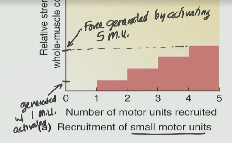 <p>Small Motor Unit</p>