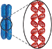 <p>Replicated Chromosome</p>