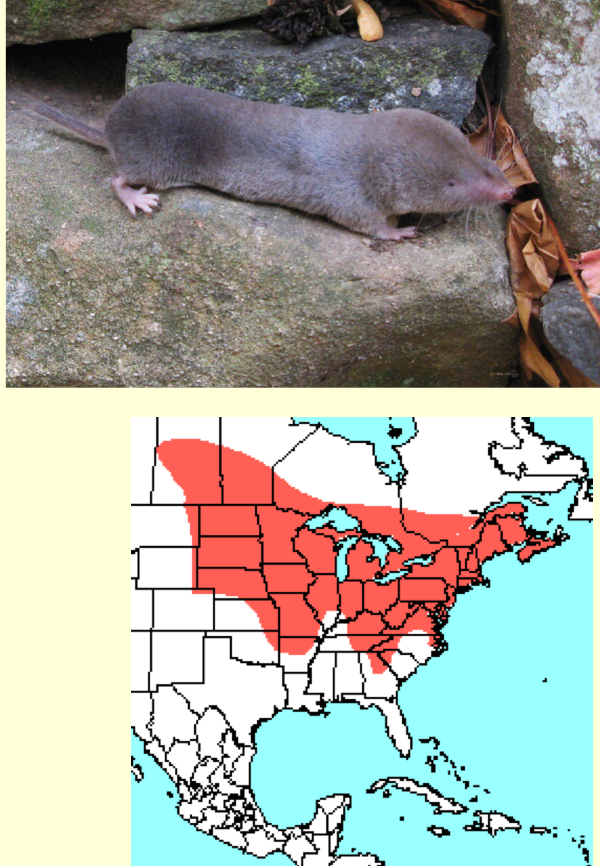 <p><em>Blarina brevicauda</em>—short-tailed shrew</p>