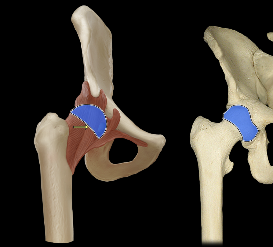 <p>Head of femur</p>