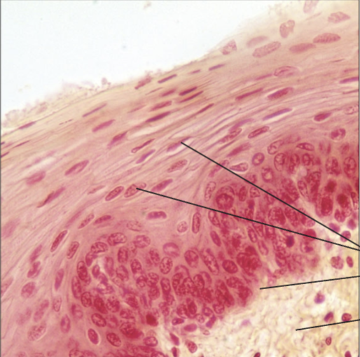 <p>what tissue is this</p>