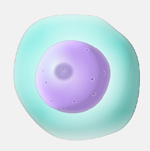 Nucleus, with nucleolus in the middle