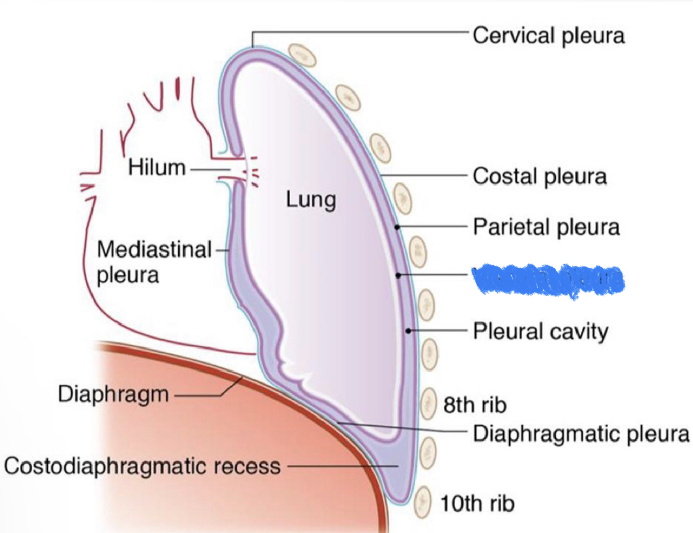 What structure is highlighted in blue?