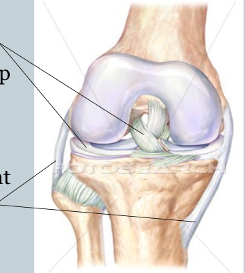 <p><strong>intrinsic</strong> - thick bands of fibrous connective tissue that help thicken and reinforce the joint capsule</p><p><strong>extrinsic</strong> - separate from the joint capsule, helps to reinforce joint by holding bones together</p>
